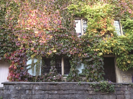 A 17th century building covered with ivy, with windows showing through the ivy