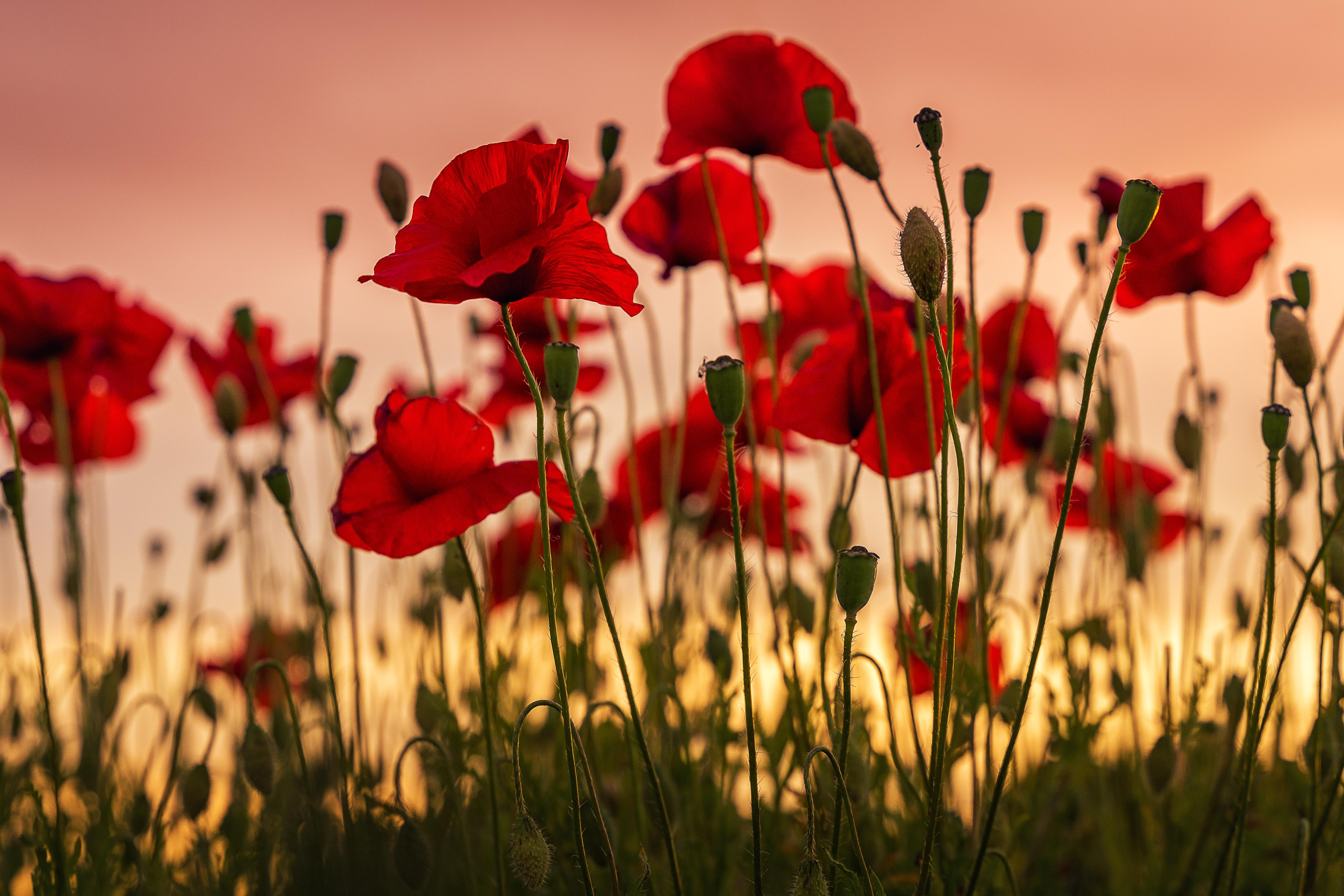 Poppies in a field: Image credit Bart Ros, Unsplash