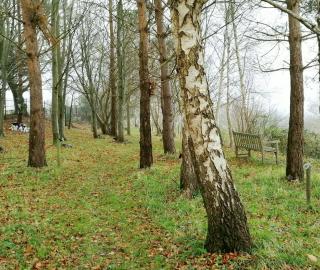 The coppice at Haycombe