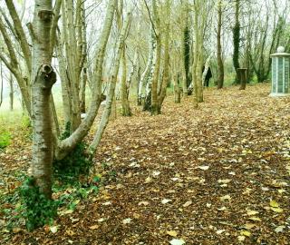 The glade at Haycombe